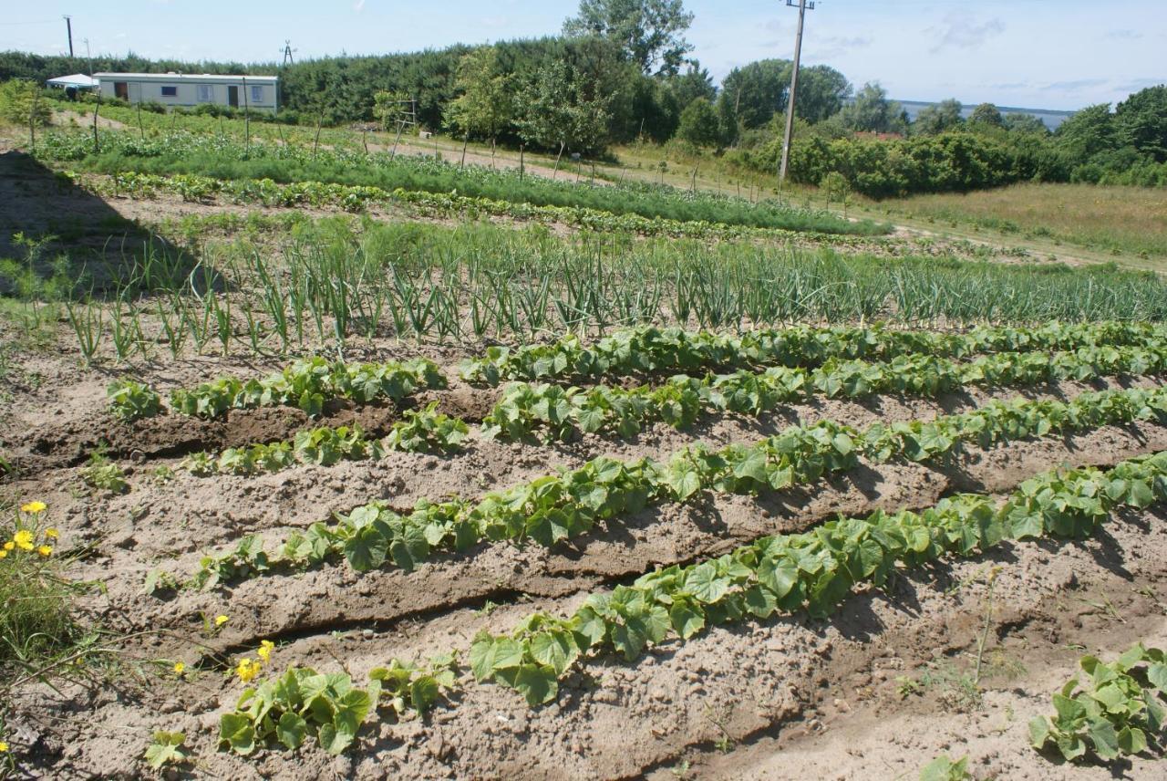 Agrodomki Okej -Dom Koko Gardna Wielka 외부 사진
